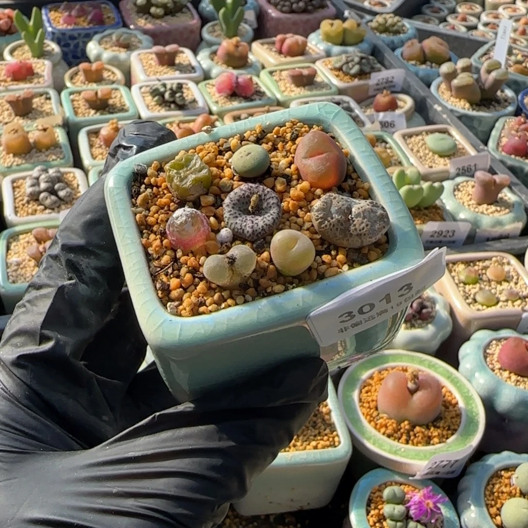 3013-一物一拍 带盆