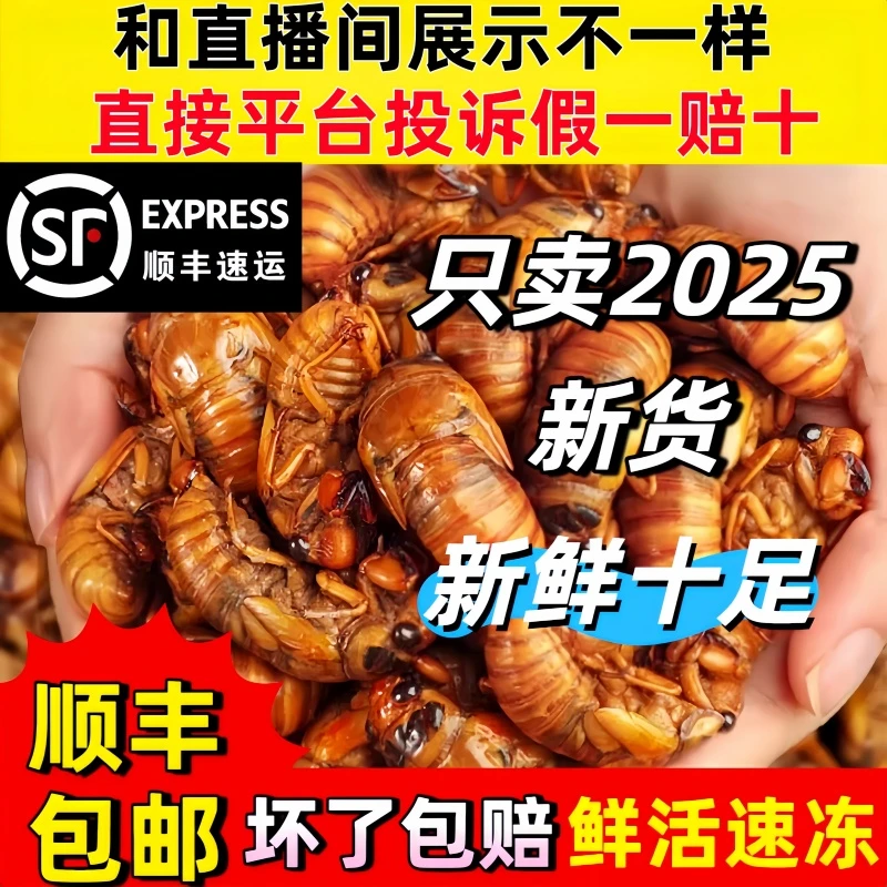 2025新鲜野生知了金大个爬叉猴蝉鲜活体冷冻非即食知了龟结了龟