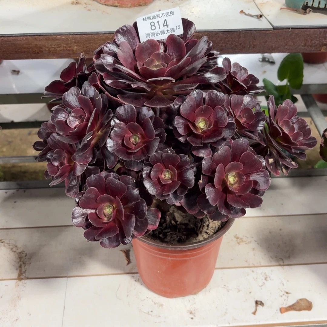 814爱神多肉植物法师