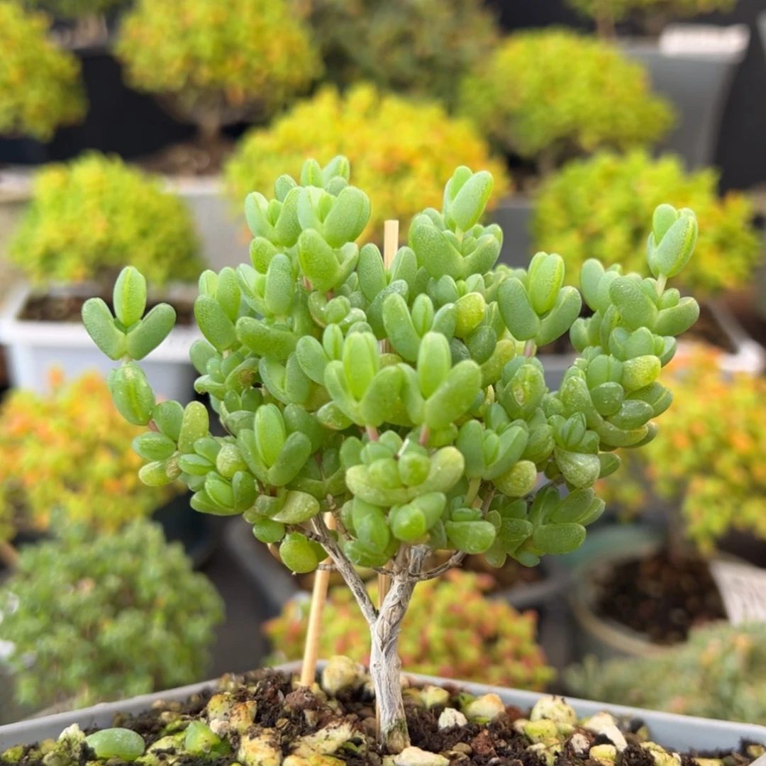 【闪购商品】dy6706老桩元宝冠幅7.5cm午播福