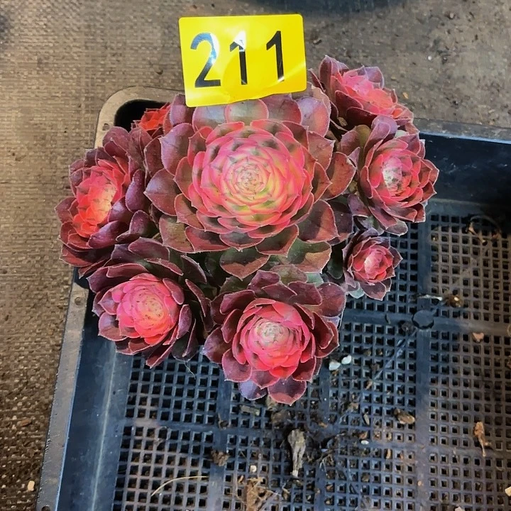 多肉植物福利211