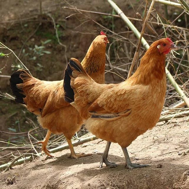 青年淮南草鸡 宠物鸡 6只装 （6只6斤重左右）