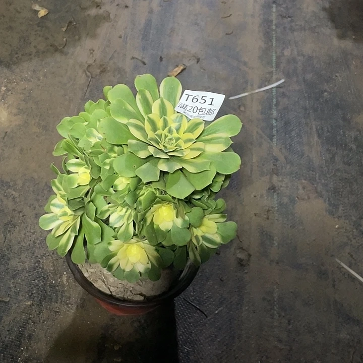 651迈巴赫多肉法师多肉法师多肉