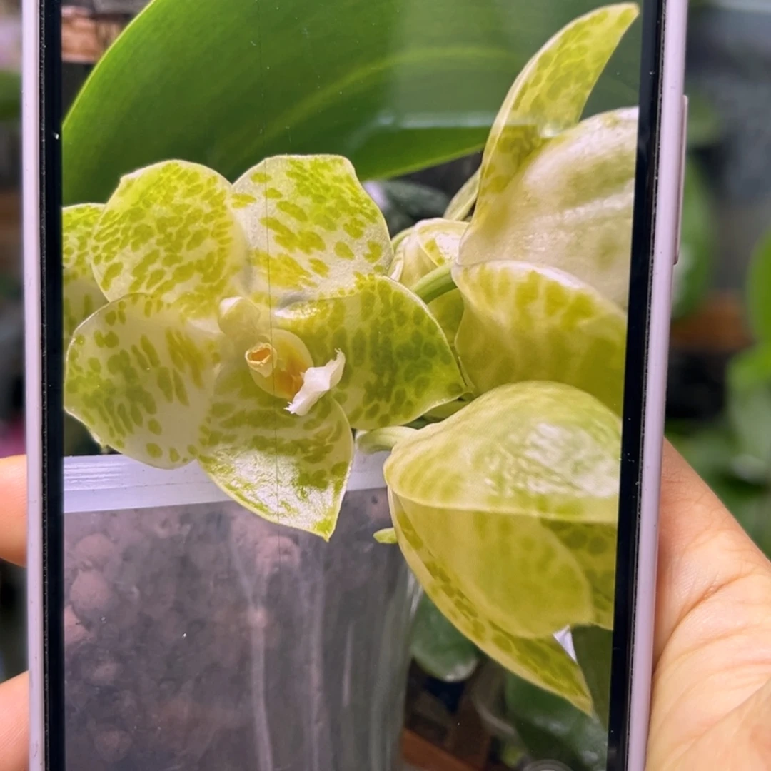 无花朵白象蝴蝶兰