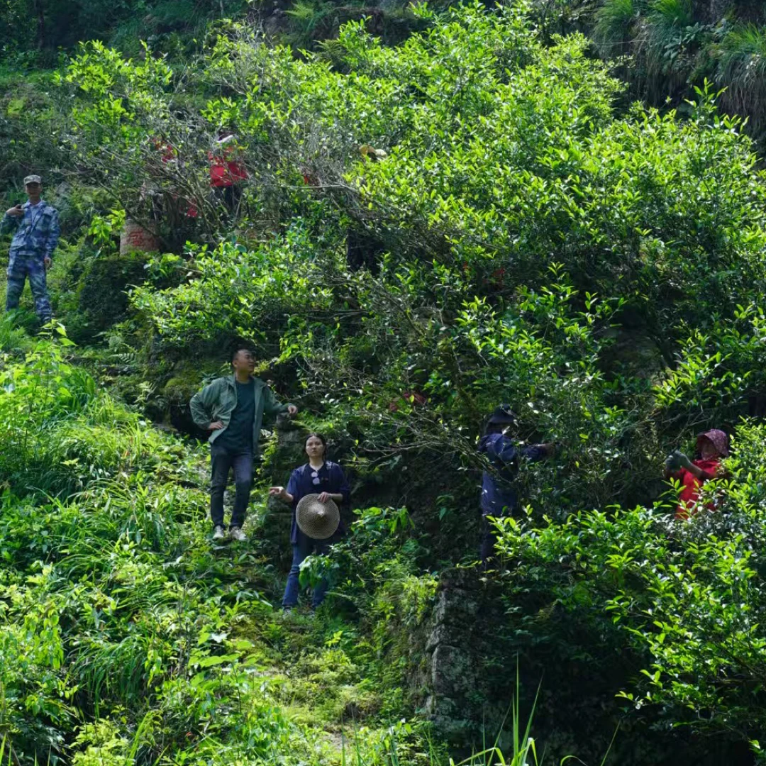 盛袍 牛枞一泡 武夷岩茶