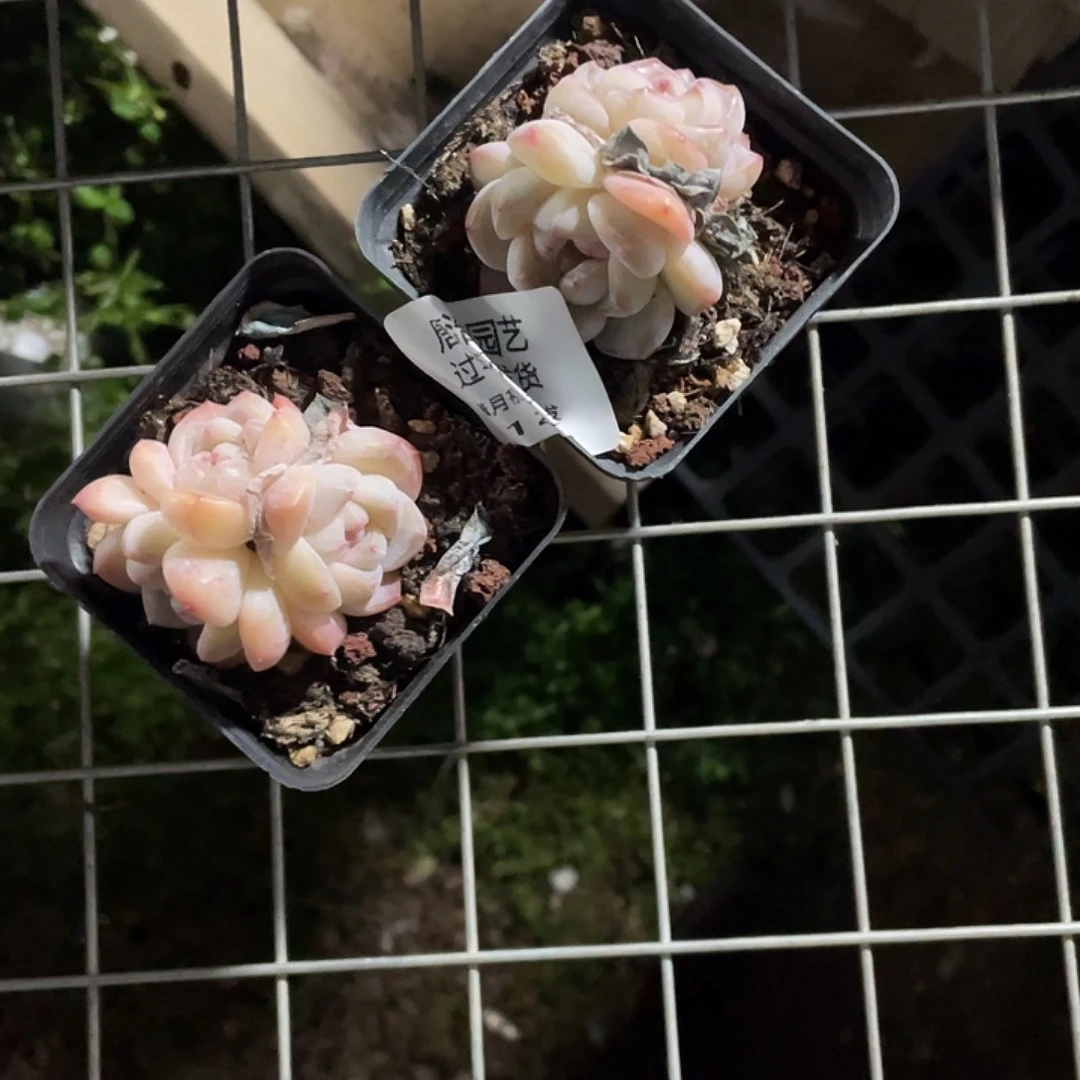 喜***纱糖心一物一拍123