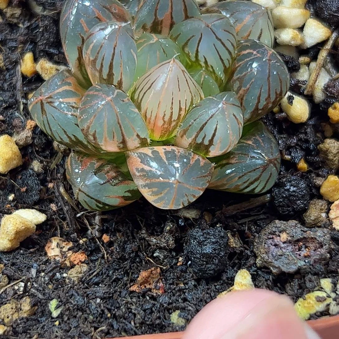 霓虹灯锦十二卷多肉植物