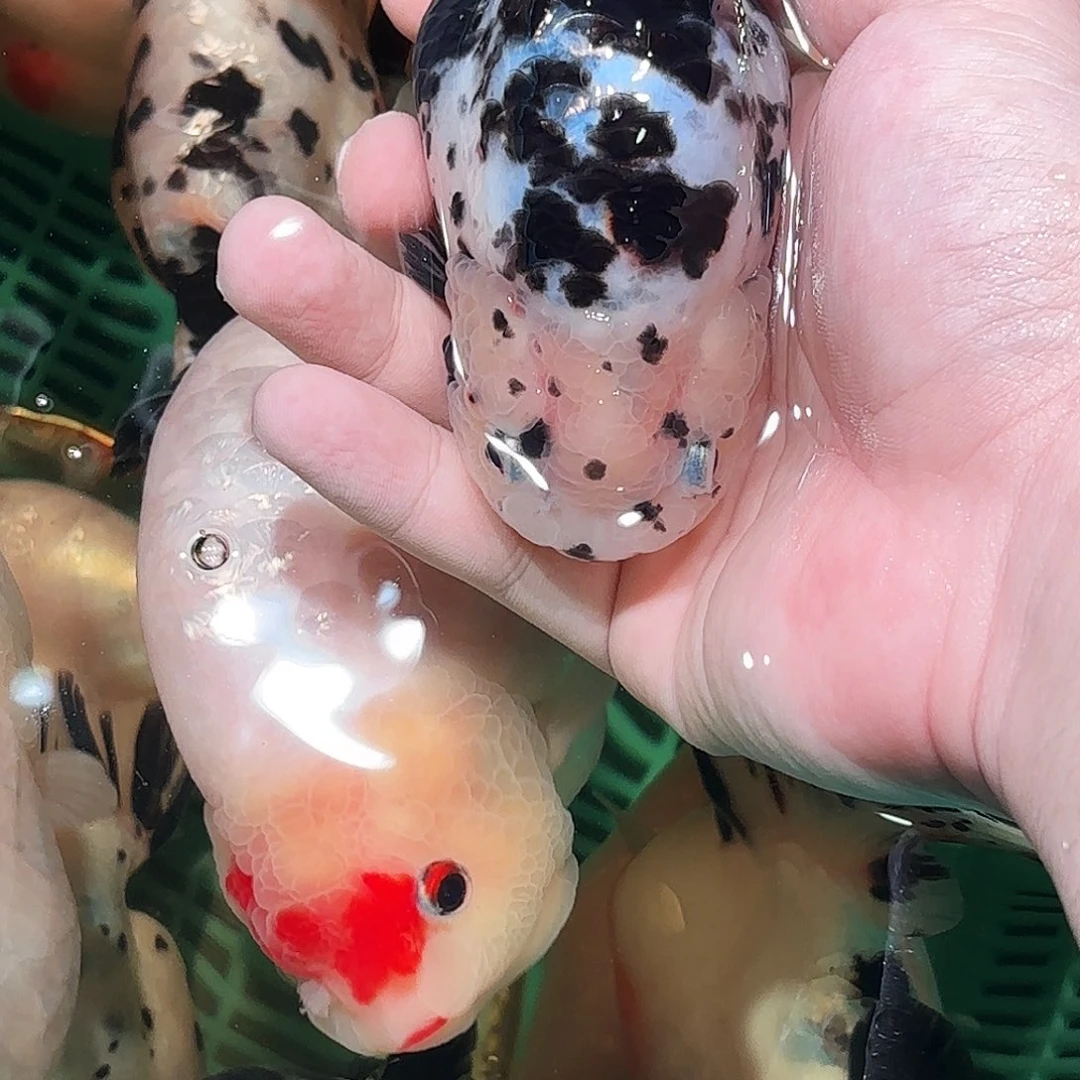 木***舟金鱼拍包装箱包邮发，没拍包装箱邮费到付