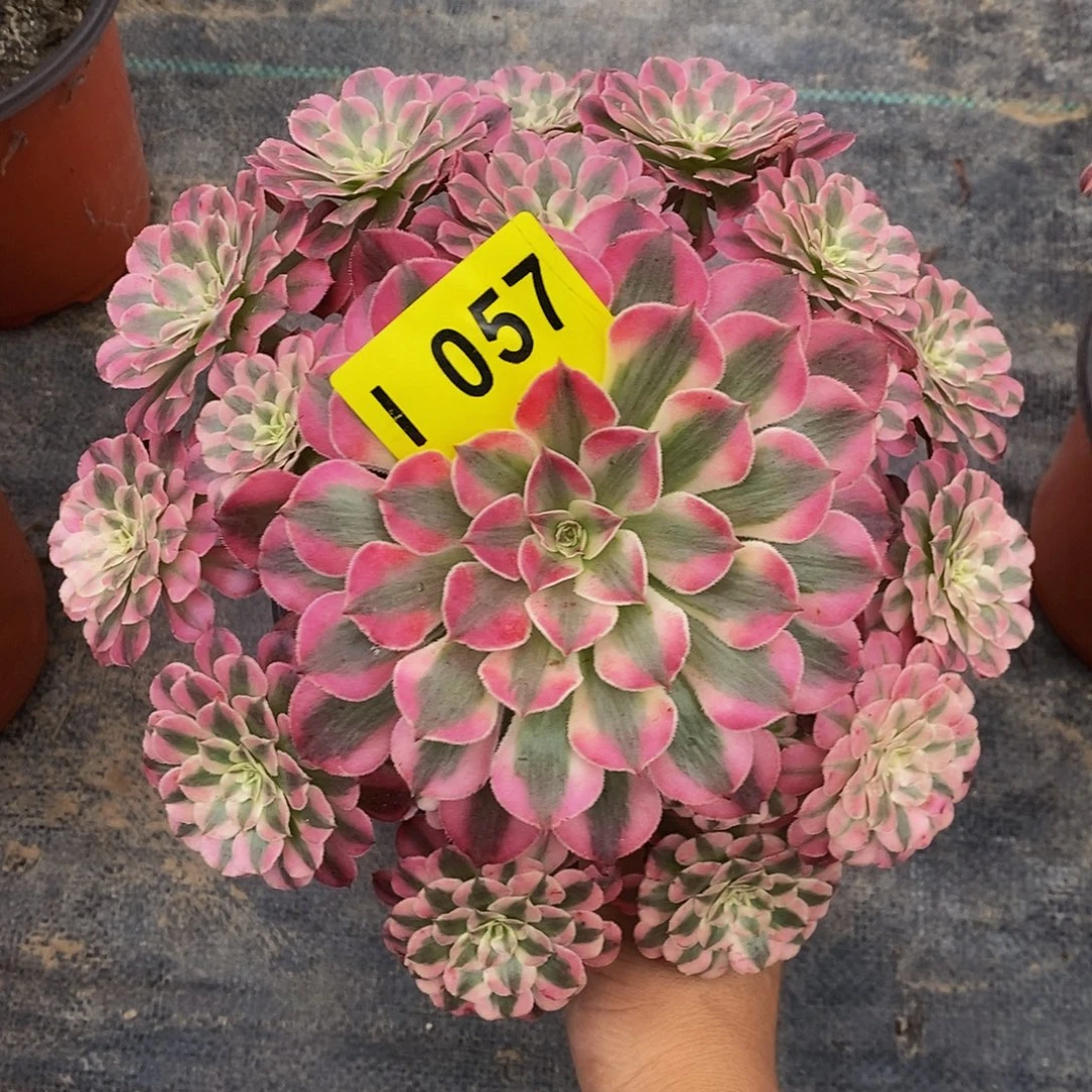 057红铜白444444冠22.3左右
