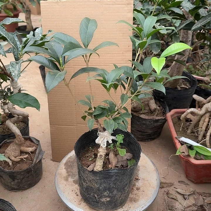 无花朵她桂花开花了