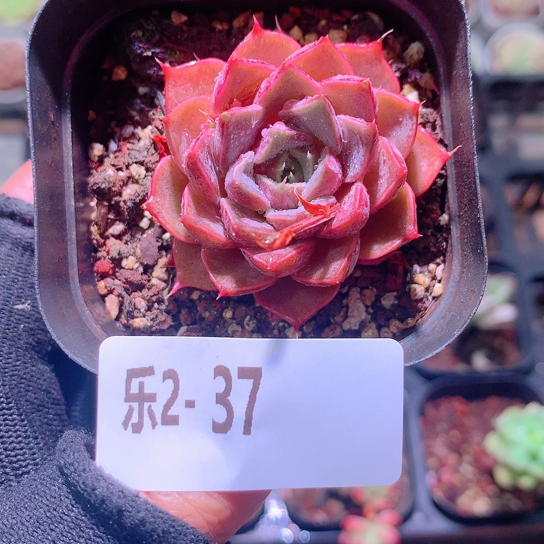 乐然2-37 玫瑰夫人