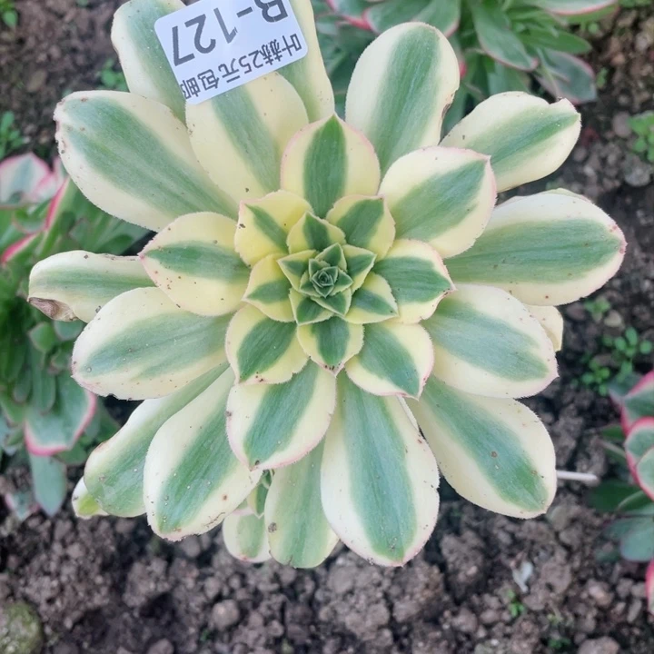 137绿珀嫁接多肉1，112345678