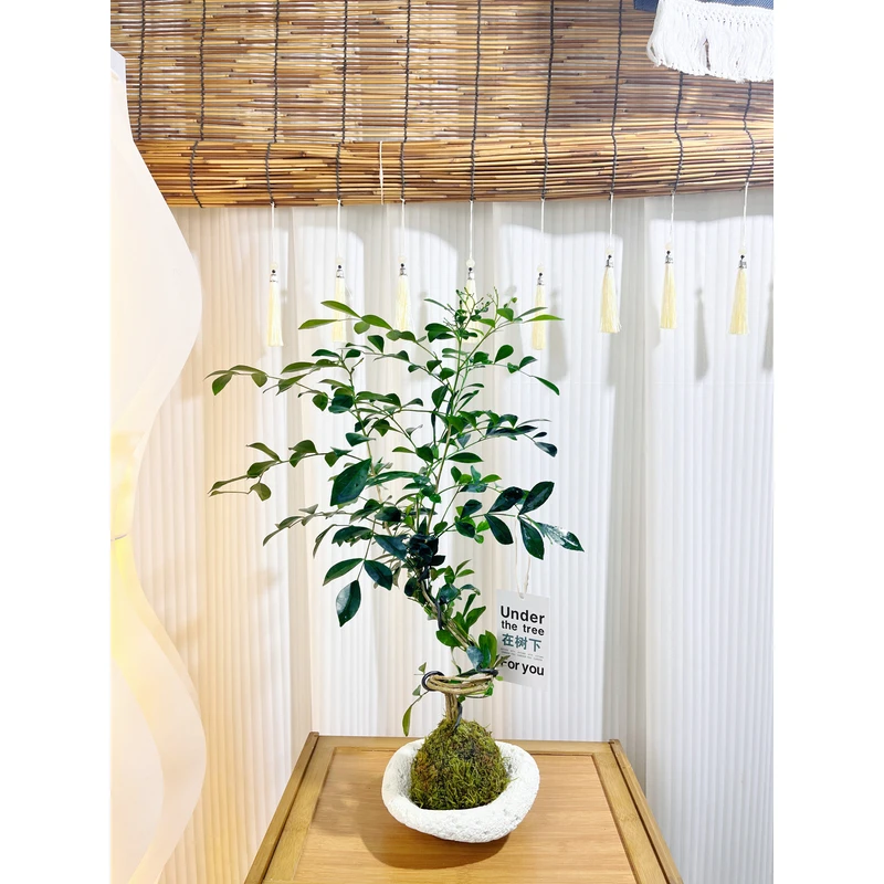 老桩人文九里香七里香盆栽盆景室内外客厅办公室前台桌面花卉绿植