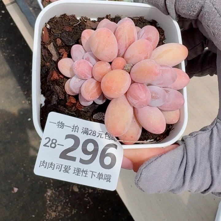 汤圆无盆土发货多肉多肉