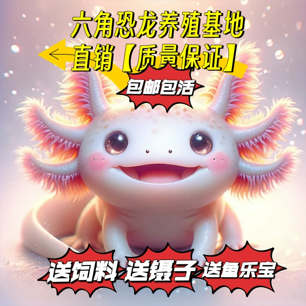 【精品大腮六角恐龙】【养殖基地直销】【不用打氧好养耐活】可批发零售