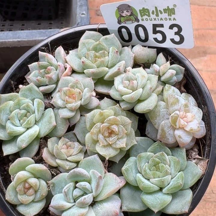 当前无花朵，栽培后可花朵多肉植物多肉植物