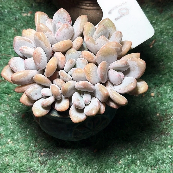 三明治19号码牌子的话题