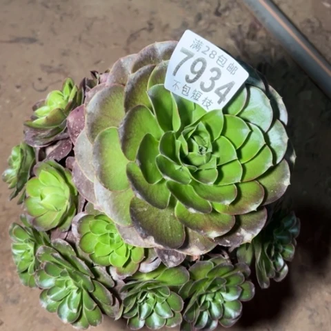 玫瑰多肉植物法师7934