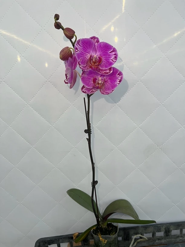 富豪优选(仙客来)蝴蝶兰花期长好养护-不组盆