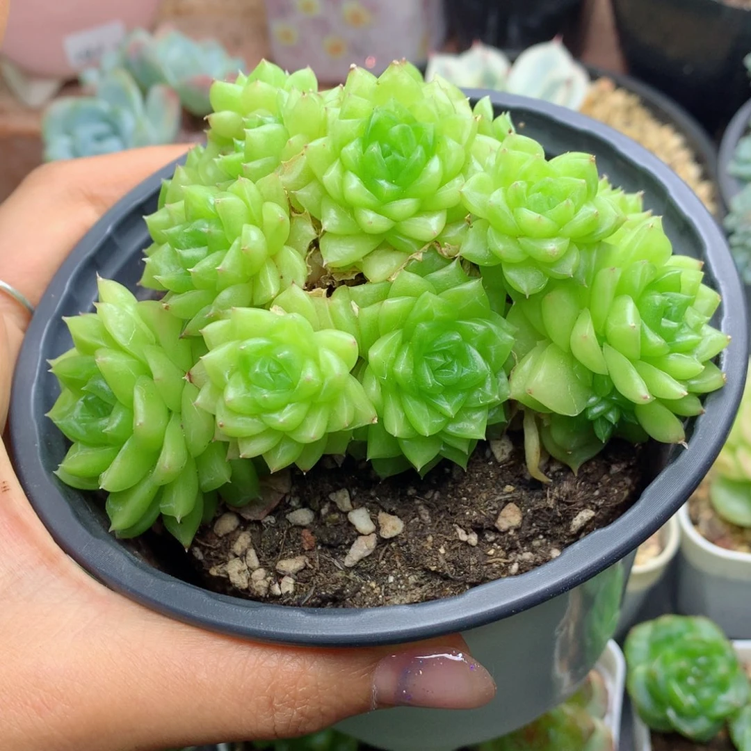 58包邮  群生不包整麦秆21