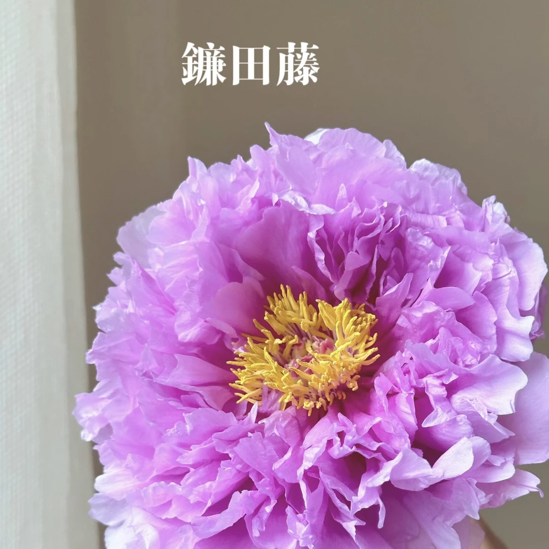 镰田滕牡丹（秋季发苗 先发肥料）