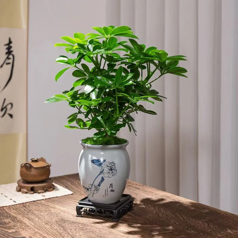 老桩鸭脚木盆栽花卉植物室内花客厅办公室茶桌绿植四季常绿美观树