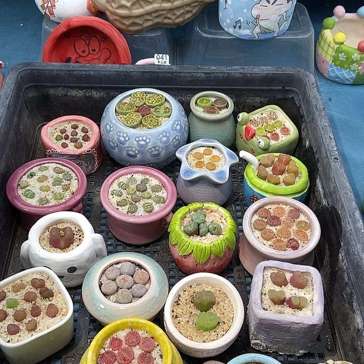 黛*1.16大舅生石花肉锥多肉