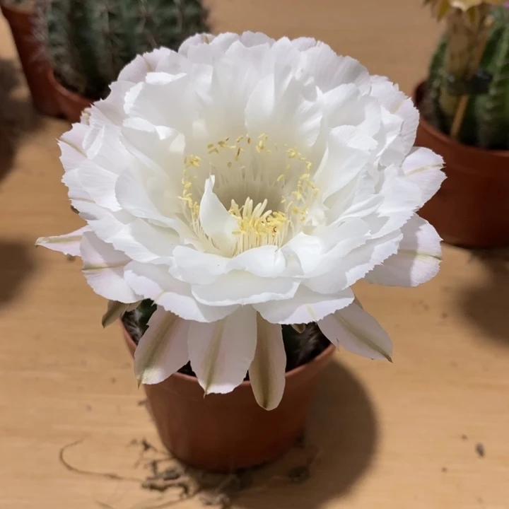 梁****师彩草仙人球系列
