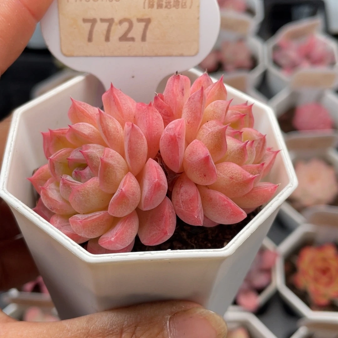 女王7727-6.0厘米