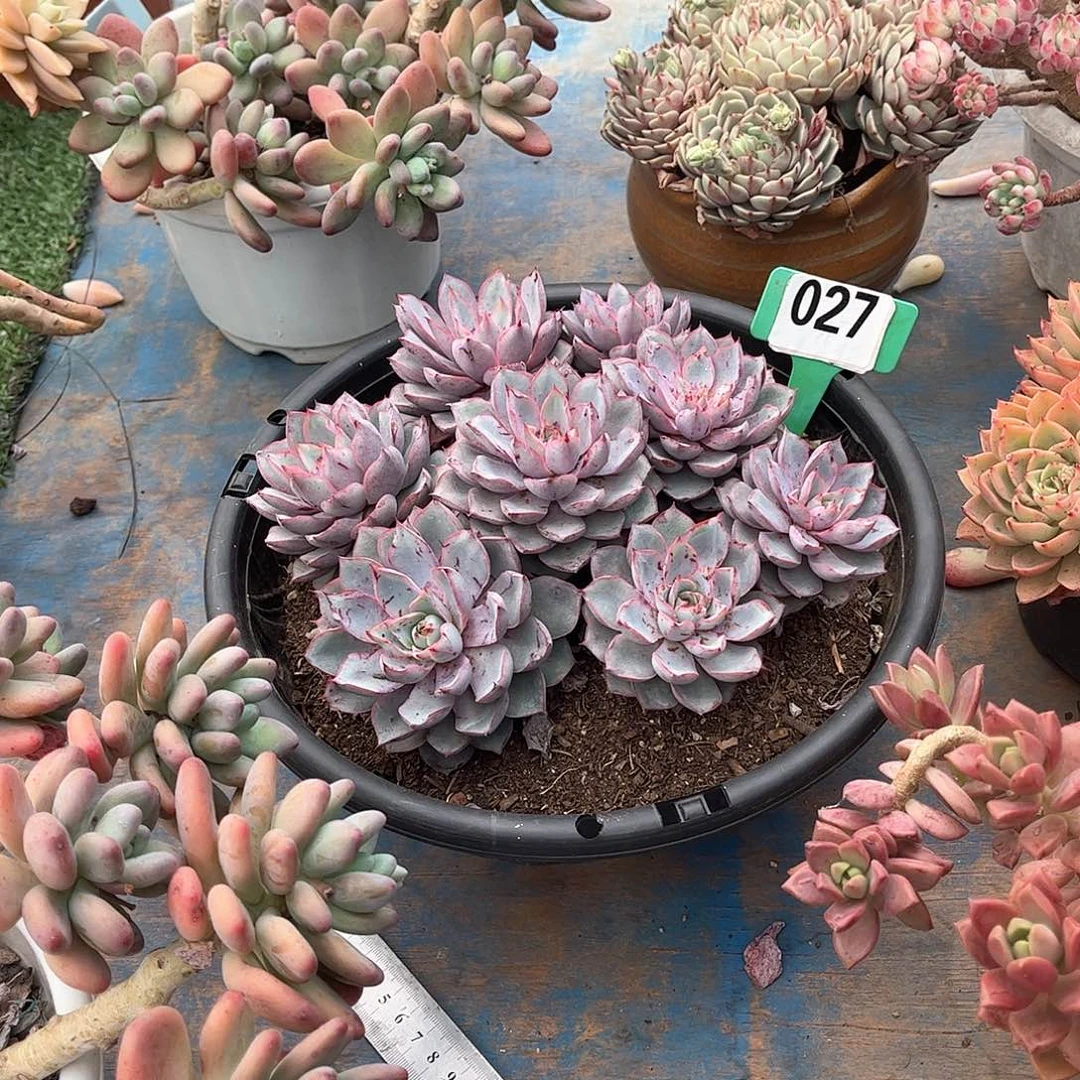 0**困赫拉多肉植物0027