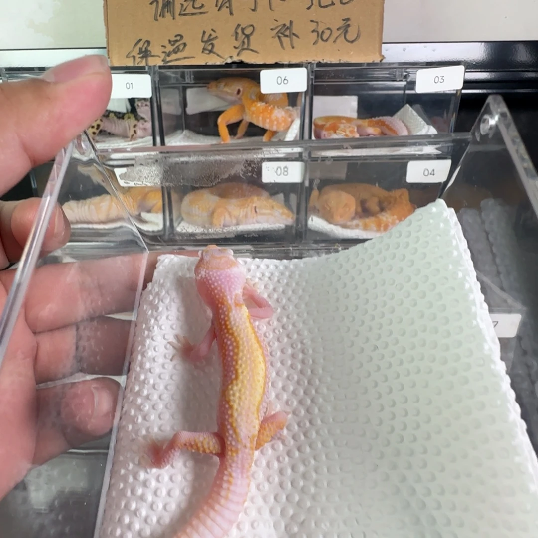 豹纹守宫白黄暴龙弟弟