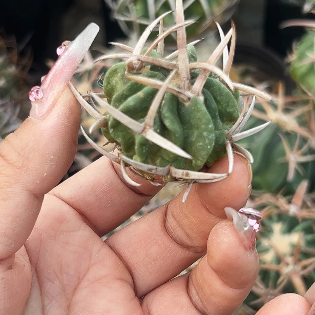 龙剑有根仙人球6666666