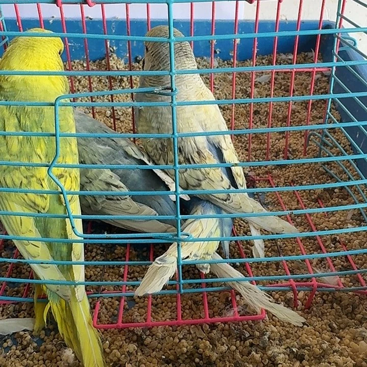虎皮鹦鹉大头鱼在线