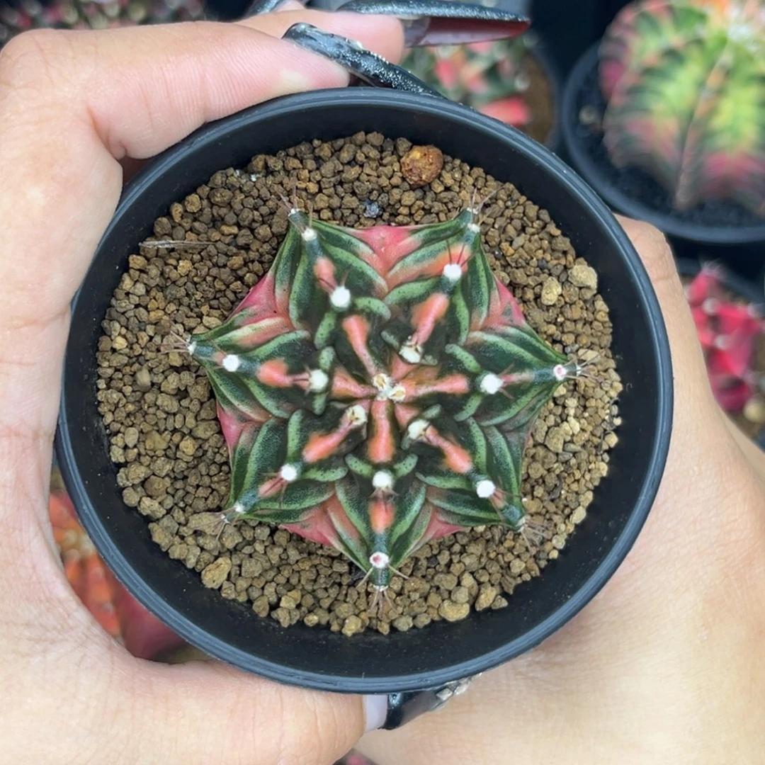 侧牙米哈 带盆土发货 福利