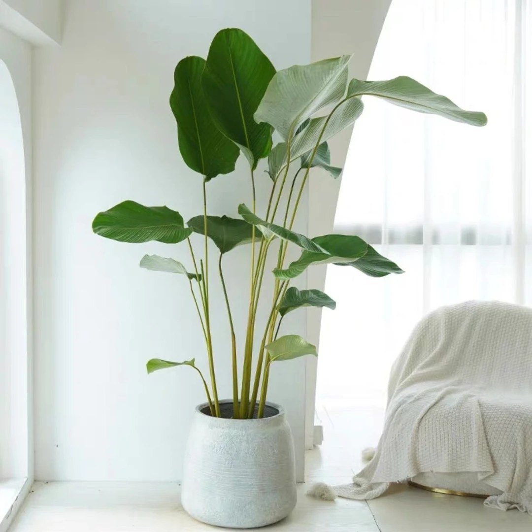 雪茄竹芋植物盆栽北欧ins风室内大型落地热带雨林风观叶绿植