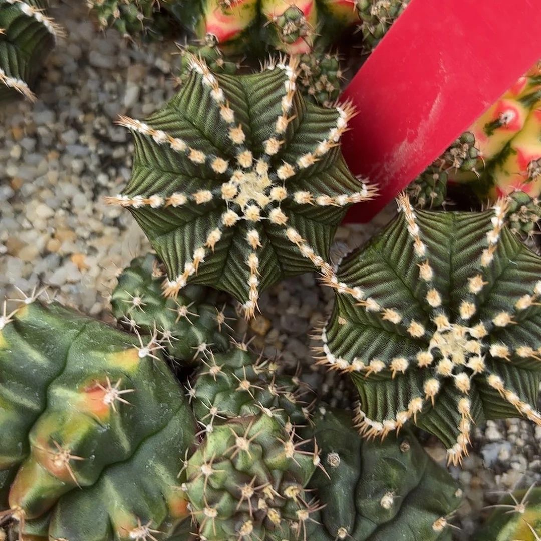 04-0919泰国发货 星际线
