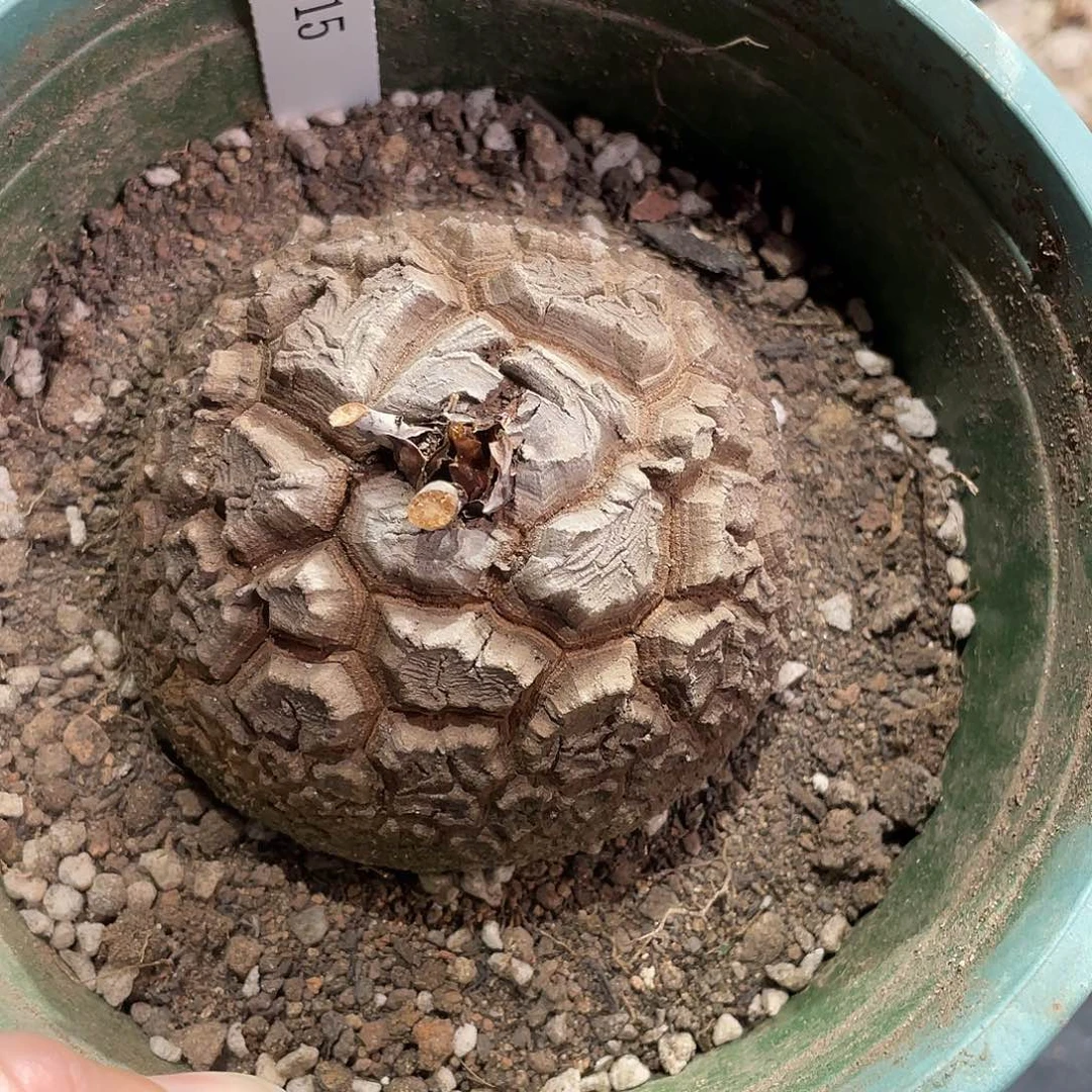 315龟甲龙8.5公分