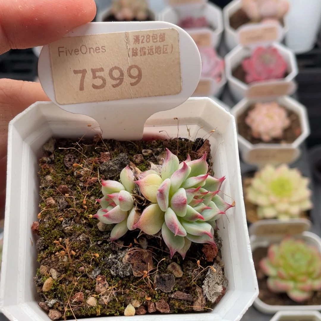 蓝眼睛7599-4.5厘米