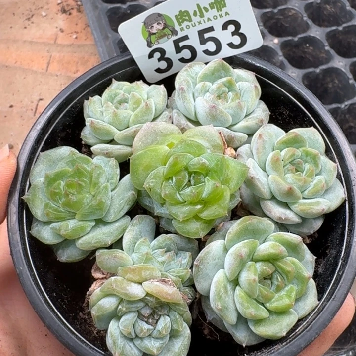 无花朵多肉植物多肉植物