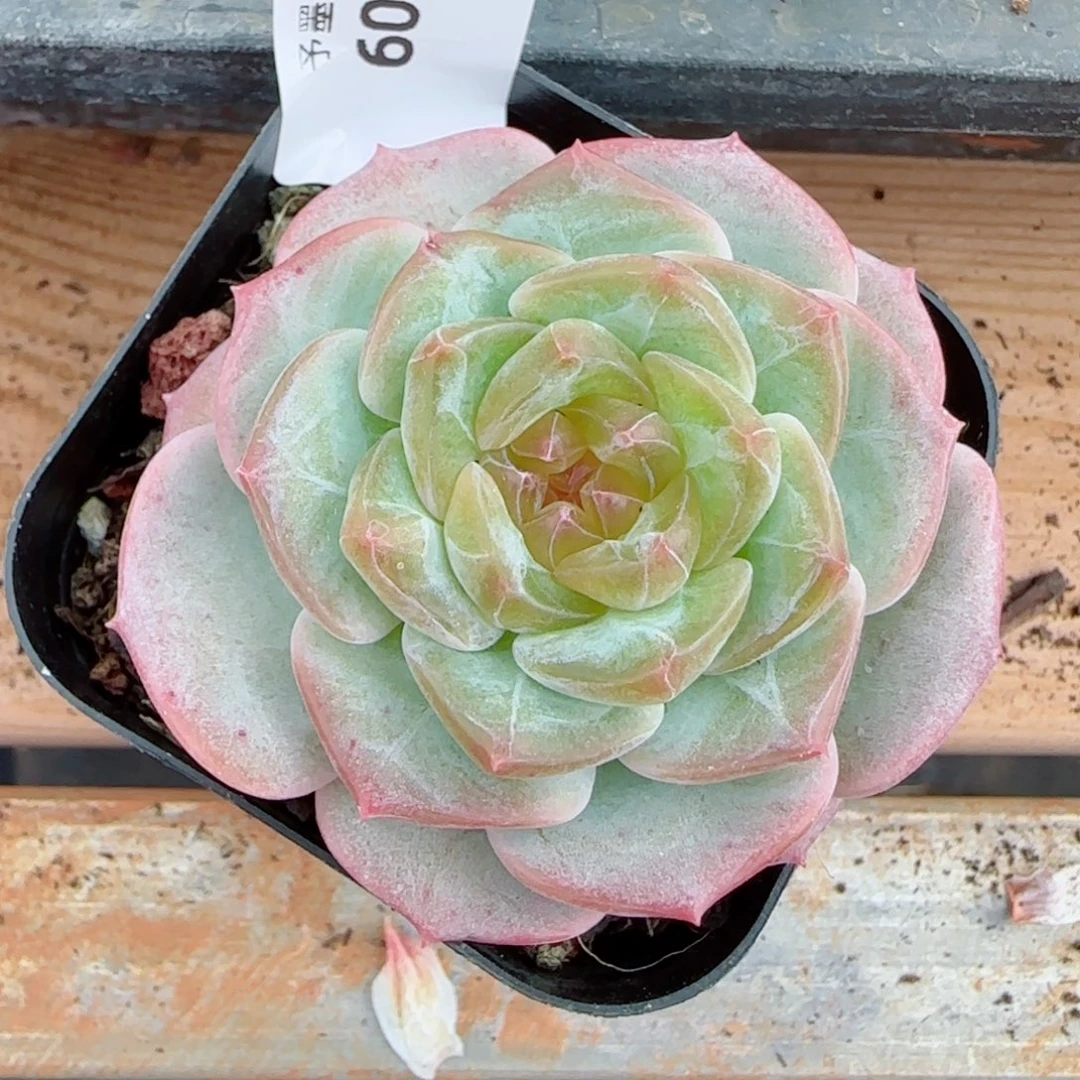 微光，6040多肉植物