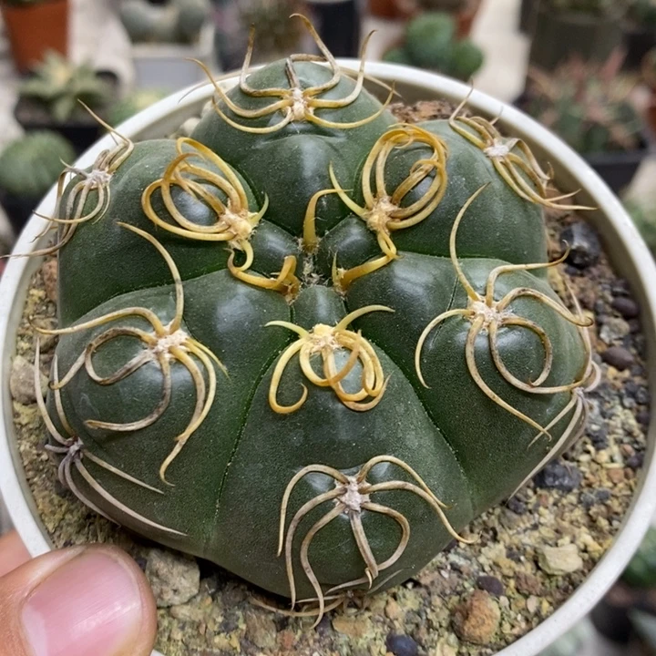 实生高木海王特价