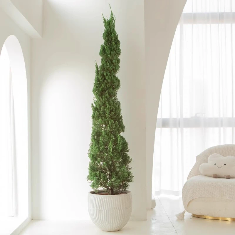 松柏树苗龙柏扁柏塔松圣诞树真绿植大型户外庭院好养四季常青客厅