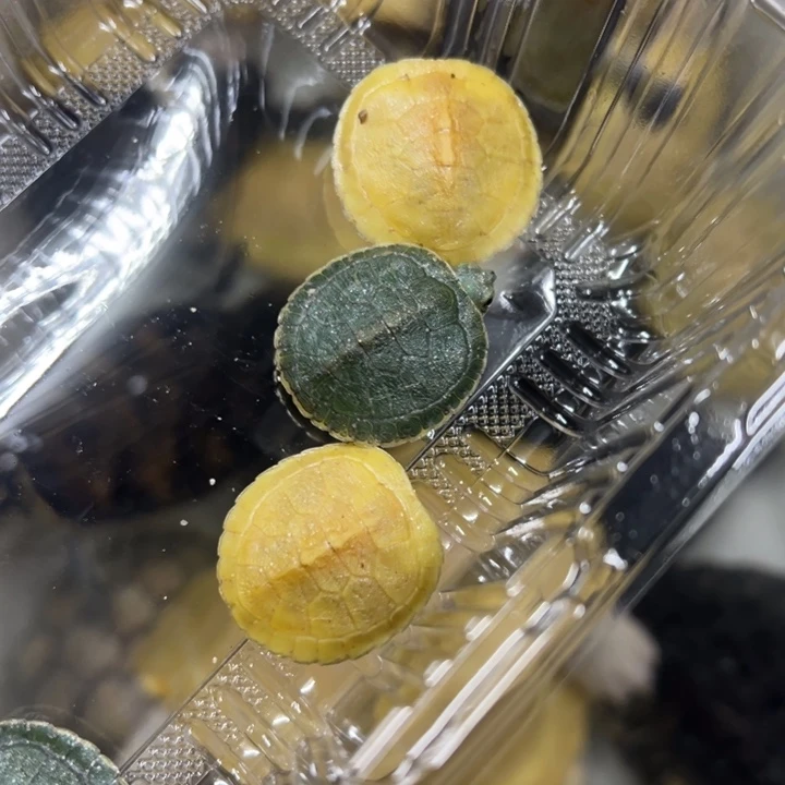 母绿毛龟两个全品白巴苗