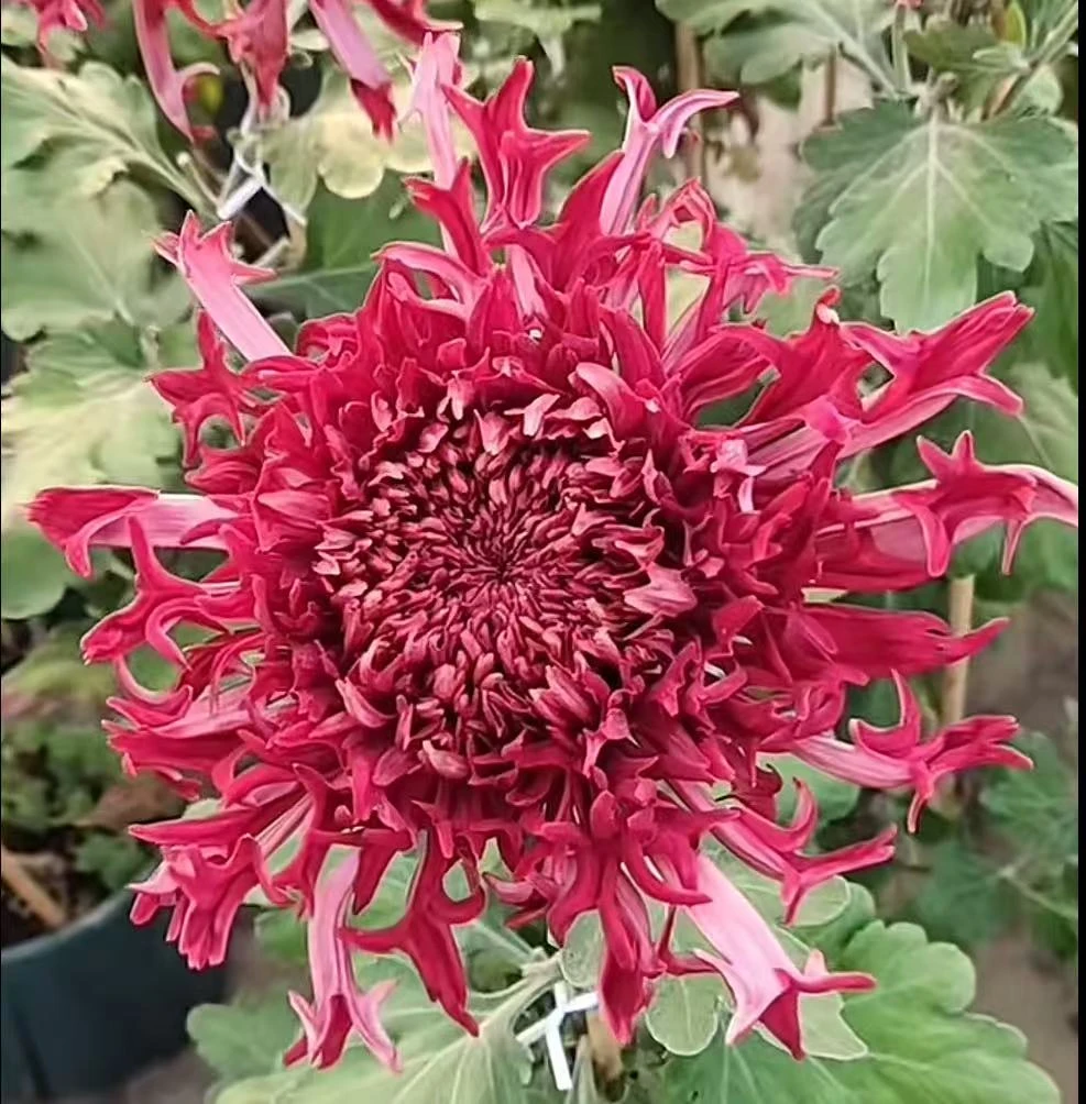 【花苞发货】[朱紫蛟龙]九月菊花苗大型花好养护简单耐寒耐旱