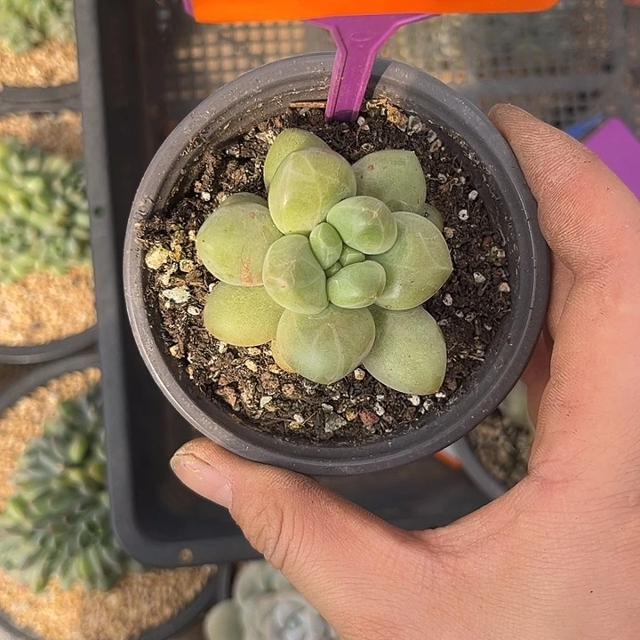 多肉植物胖体奶龙554