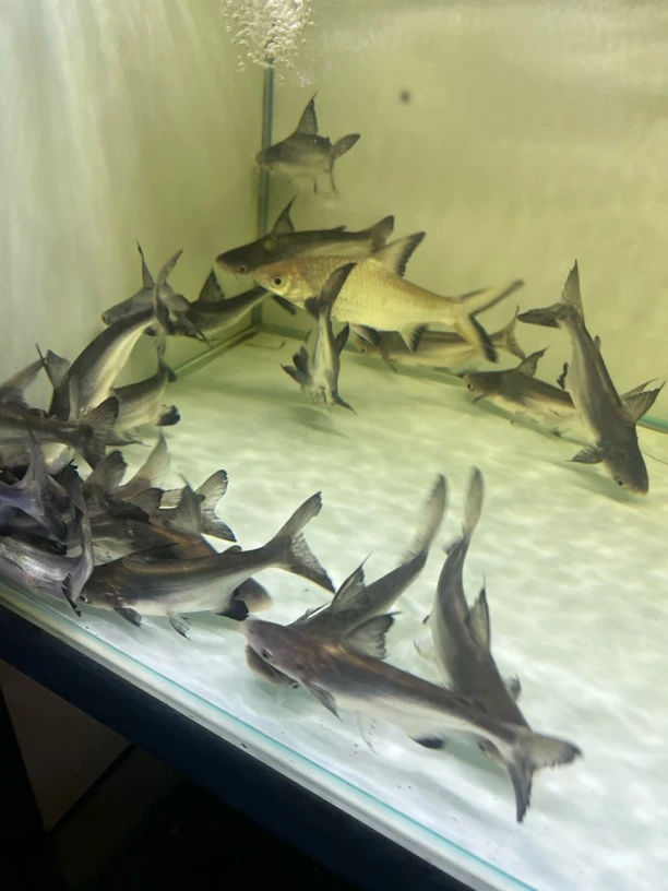 汉鲨蓝鲨银鲨淡水鲨大型鱼热带观赏鱼