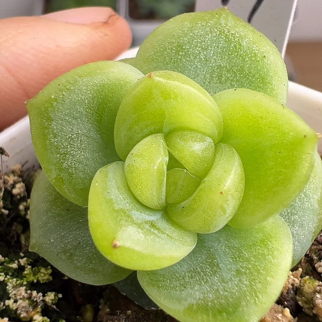小家碧玉。