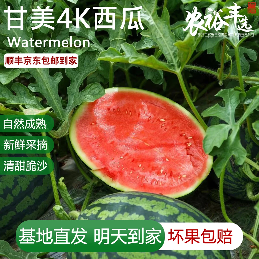 甘美4K西瓜5-7斤【明日达】现摘现发爆甜薄皮软籽肉厚当季时令新鲜水果顺丰京东包邮到家硒砂瓜甘美