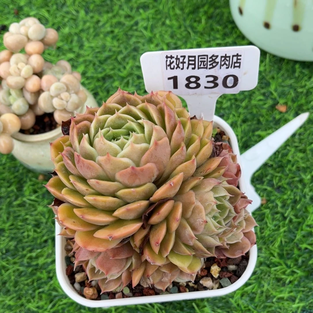 清***秋多肉植物1830…………..