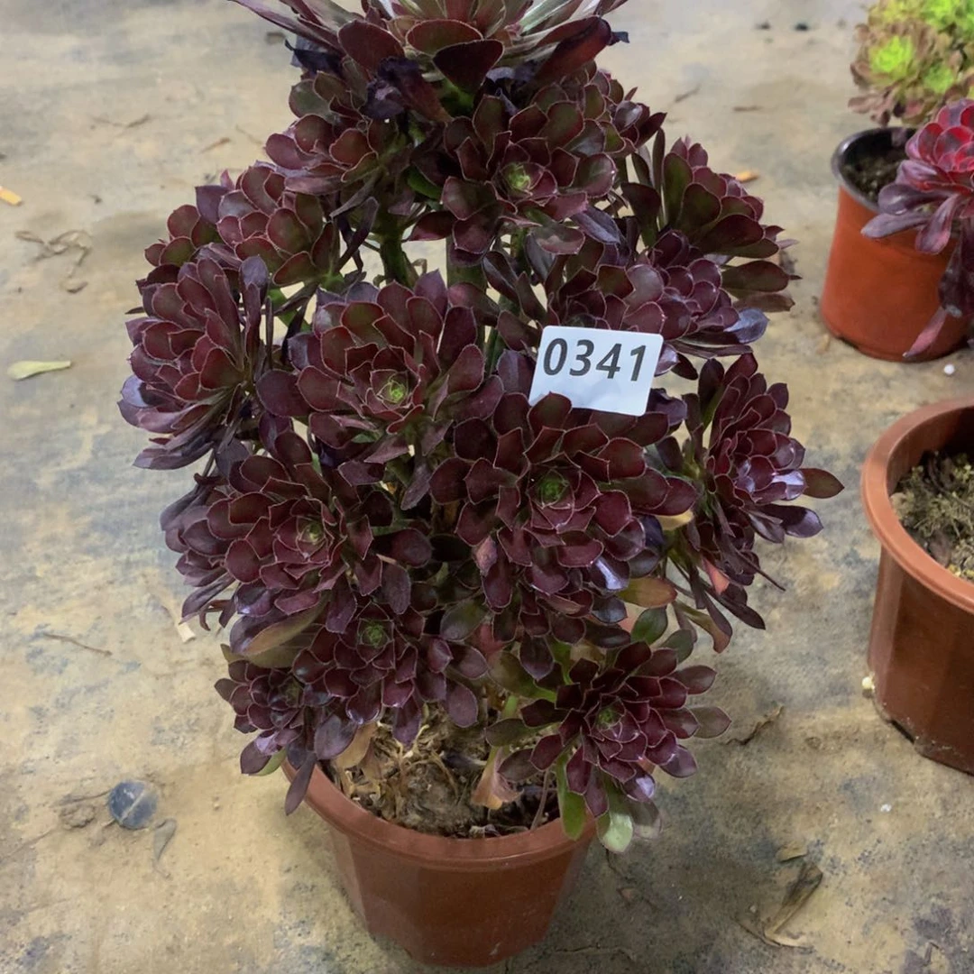 ?***来多肉小黑豆嫩桩341